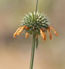 Leonotis nepetifolia