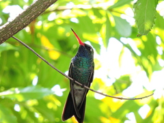 Cynanthus latirostris