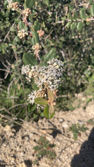Ceanothus crassifolius