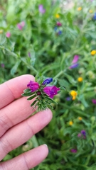 Echium sabulicola decipiens