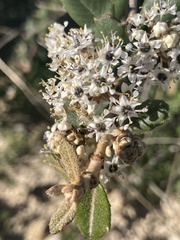 Ceanothus crassifolius
