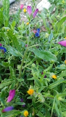 Echium sabulicola decipiens