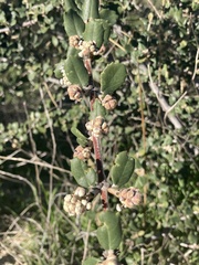 Ceanothus crassifolius
