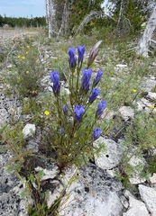 Gentianopsis virgata