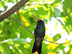 Cynanthus latirostris