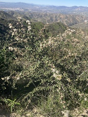 Ceanothus crassifolius