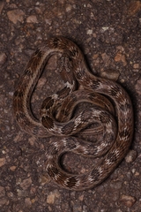 Oligodon taeniolatus