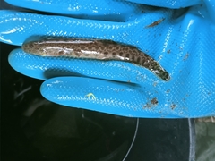 Cobitis paludica