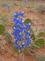 Delphinium scaposum