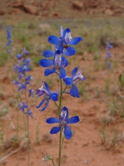 Delphinium scaposum