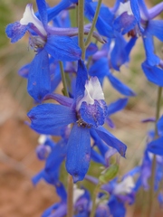 Delphinium scaposum