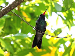 Cynanthus latirostris