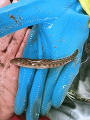 Cobitis paludica