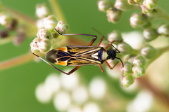 Miris striatus