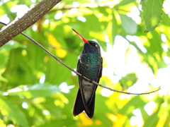 Cynanthus latirostris