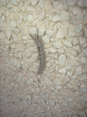 Calliteara fortunata