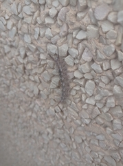 Calliteara fortunata