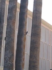 Melanerpes formicivorus