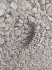 Calliteara fortunata