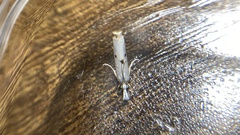 Microcrambus biguttellus