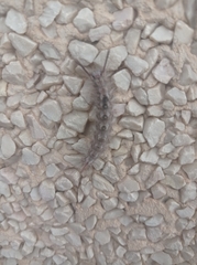 Calliteara fortunata