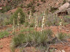 Yucca angustissima