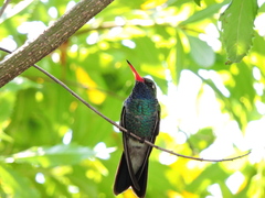 Cynanthus latirostris