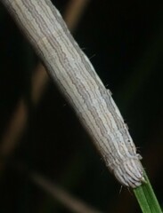Catocala abbreviatella