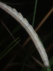 Catocala abbreviatella