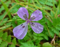Erodium cicutarium