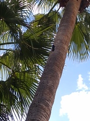 Melanerpes formicivorus