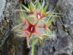 Trifolium stellatum