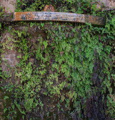 Adiantum capillus-veneris