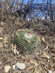 Mammillaria karwinskiana