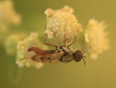 Chromolepida mexicana