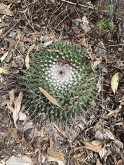 Mammillaria karwinskiana