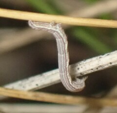 Catocala abbreviatella