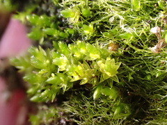 Bryum barnesii