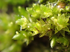 Bryum barnesii