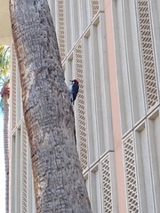 Melanerpes formicivorus