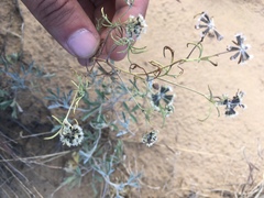 Picradeniopsis multiflora