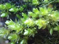 Bryum barnesii