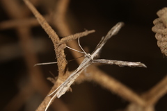 Emmelina monodactyla