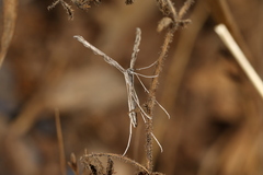 Emmelina monodactyla