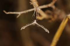 Emmelina monodactyla