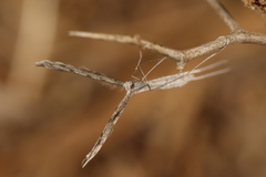 Emmelina monodactyla