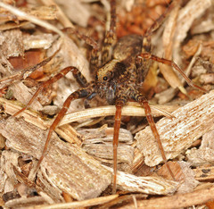 Pardosa lugubris