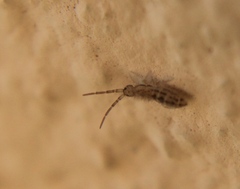 Entomobryinae