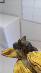 Eptesicus serotinus