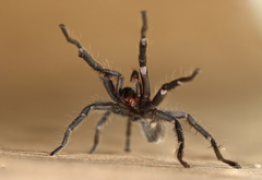 Chaetopelma olivaceum
